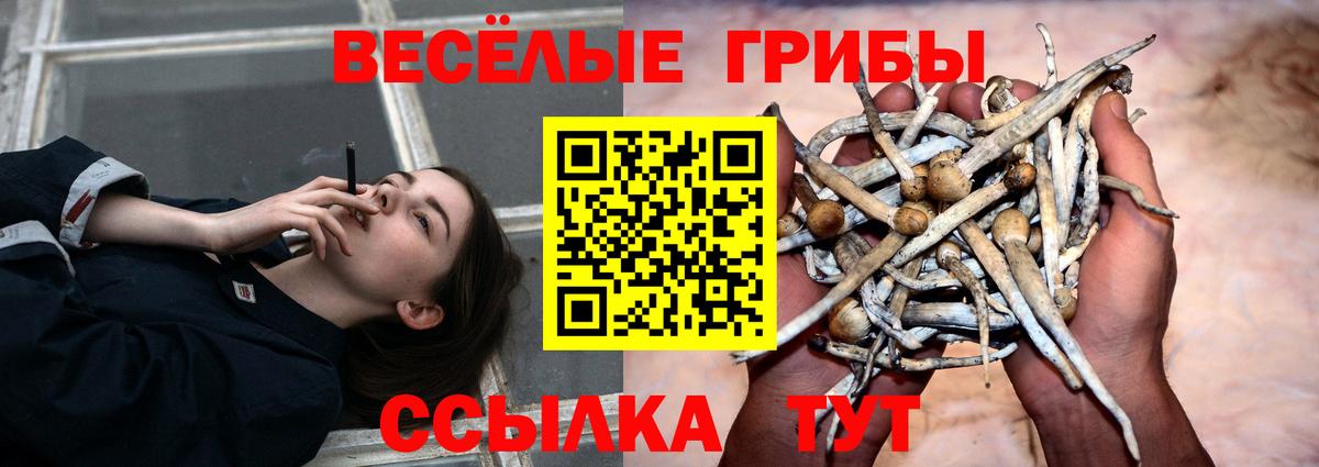 Галлюциногенные грибы Psilocybe  цены   Калач-на-Дону  Вход с VPN 
